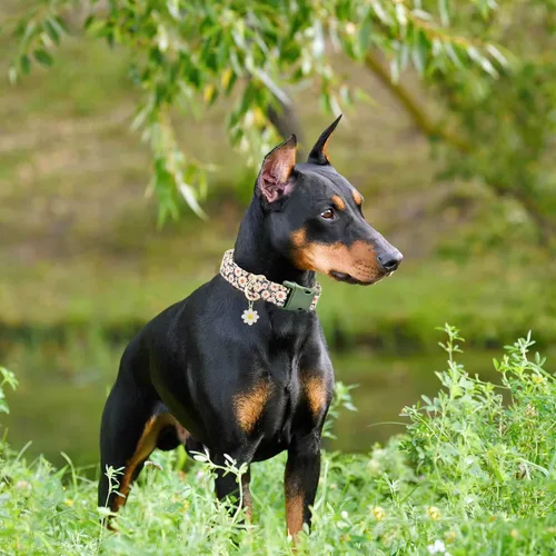 Vista 6 de Lindo collar de algodón para perro, patrones de flores, collares suaves y ajustables para cachorros, para hembras, perros pequeños, medianos