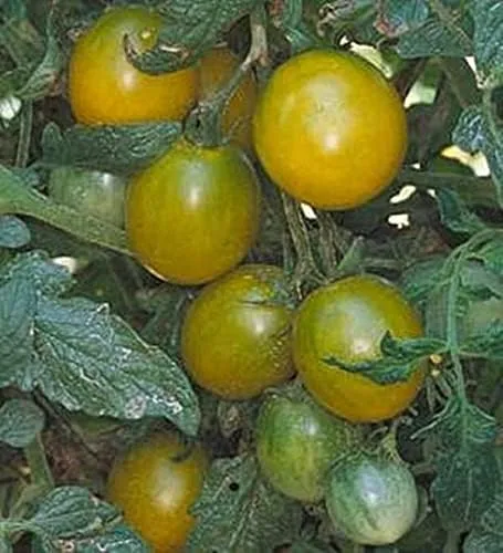 Vista 2 de Semillas de tomate de uva verde