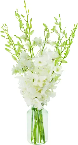 Vista 15 de Kabloom 10 Tallos Blue Valentine Dendrobium orquídeas, 2.5 libras