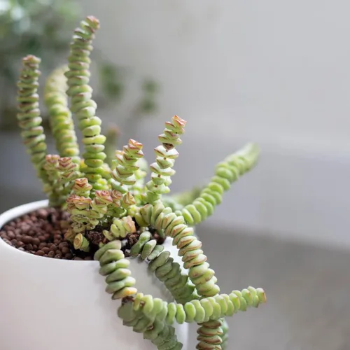 Vista 9 de Caja de suculentas Colección única de suculentas de Crassula vivas, fáciles de cultivar, planta de interior para el hogar, totalmente enraizadas