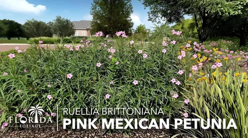 Vista 4 de Rosa petunia mexicana 1 planta de tamaño de galón comercial grande Ruellia Brittoniana Polinizador de paisaje con flores rosadas Cubierta