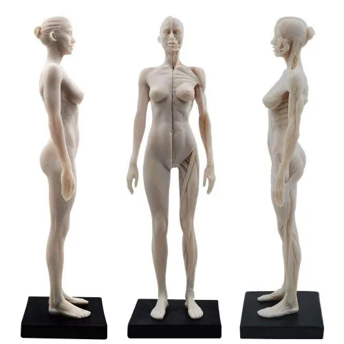 Vista 7 de Modelo anatómico musculoesquelético global de cuerpo humano de 11 pulgadas para estudio y enseñanza (hembra)