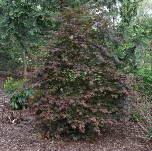 Vista 2 de Hot Chana®-Arce japonés- Acer palmatum- Olla de cuarto de galón - Ganadores probados