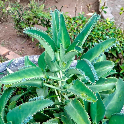 Vista 2 de Mother of Thousands, Kalanchoe - Planta viva suculenta en maceta de 2 pulgadas