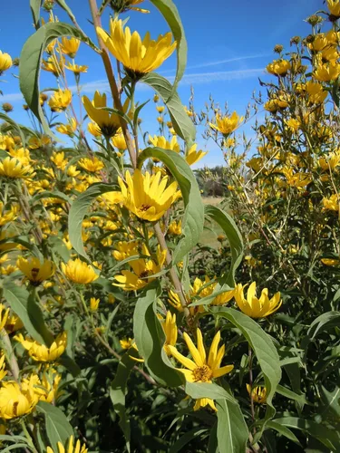 Vista 6 de TomorrowSeeds - Maximilian Semillas de girasol - Más de 1000 unidades - para plantar pradera 2026, girasol perenne, resistente a la sequía