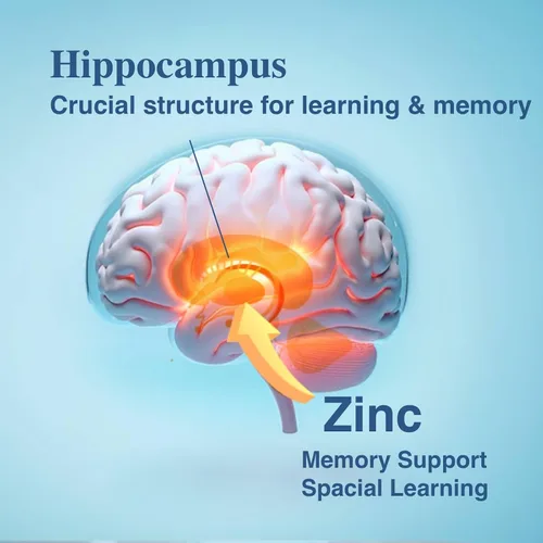 Vista 3 de Suplemento cerebral para memoria y enfoque, nootrópico para adultos, energía cerebral y claridad mental, sin cafeína, apoyo cognitivo, formulado por