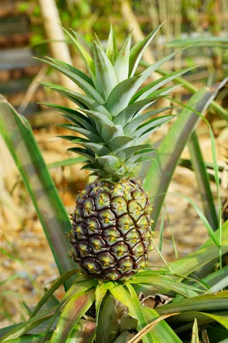 Vista 3 de Planta de piña - Planta viva en una maceta de cultivo de 4 pulgadas - Ananas Comosus - Árboles frutales de inicio listos para el patio y el jardín