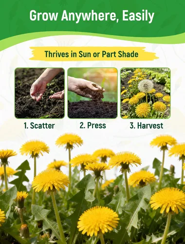 Vista 6 de Semillas de diente de león para plantar: más de 4,000 semillas de hierbas de diente de león (Taraxacum officinale), hojas comestibles, raíces