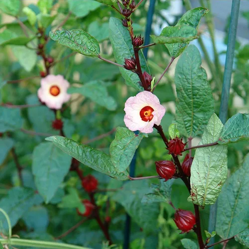 Vista 3 de Roselle Rojo (Hibiscus sabdariffa) - Paquete de 50 Semillas
