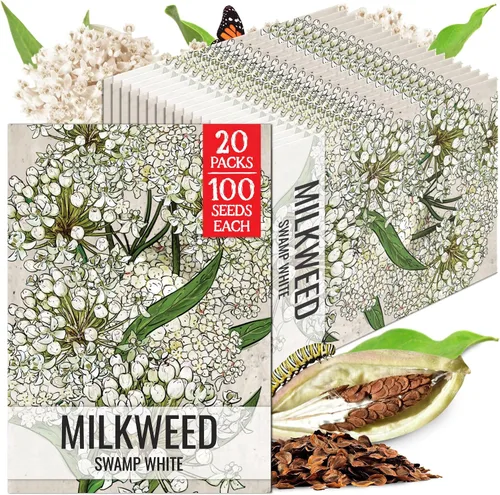 Vista 20 de Seed Needs Semillas de algodoncillo de mariposa naranja para mariposas monarca, 1 paquete