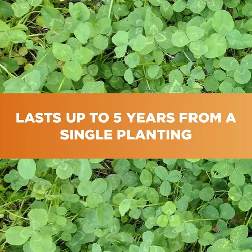 Vista 9 de Whitetail Institute Imperial Clover Semilla para parcela de alimentos para ciervos para siembra de primavera u otoño, promueve el crecimiento