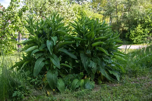 Vista 2 de True Comfrey 30 semillas (Symphytum officinale) sin OMG, reliquia, fabricadas en Estados Unidos