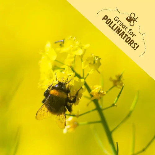 Vista 5 de Cover Crop Yellow Mustard - Cobertura de 1000 pies cuadrados Amarillo mostaza