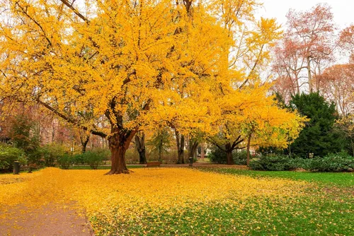 Vista 3 de 10 semillas de hierba de fruta de naranja de otoño de Ginkgo BILOBA árbol de culantrillo amarillo