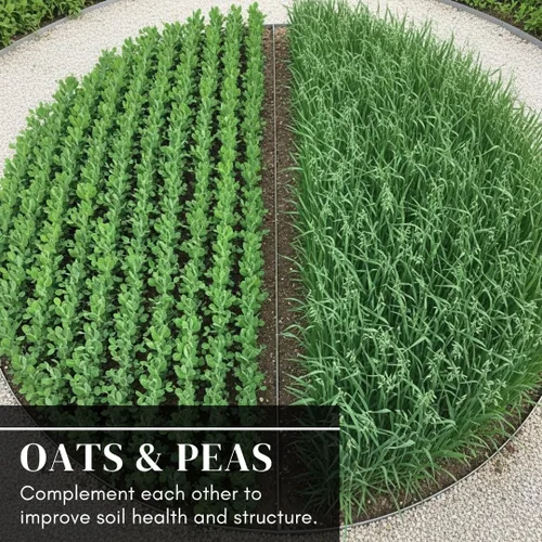 Vista 3 de Semillas de cultivo de cobertura de guisantes y avena, sin OMG, anual, mezcla fijadora de nitrógeno - Construye la salud del suelo, apta