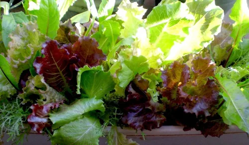 Vista 7 de Mezcla de lechuga de interior 25 días para ensalada Vegetales sin OMG para plantar 1000 semillas