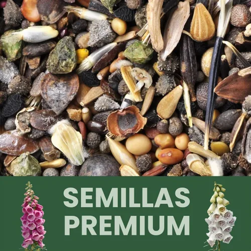 Vista 5 de Foxglove - Colores mixtos - 2,000 semillas para plantar - Temporada 2026 - Bolsa de 1/2 onza