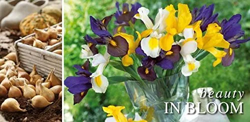 Vista 2 de Iris holandés mezclado 12 bombillas (Iris hollandica)
