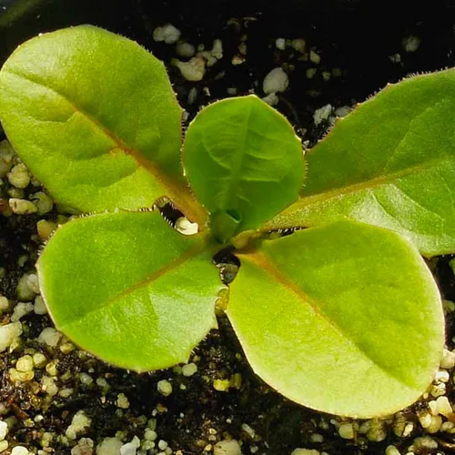Vista 5 de Seed Needs - Semillas de achicoria para plantar flores azules de diente de león italiano, 1 paquete