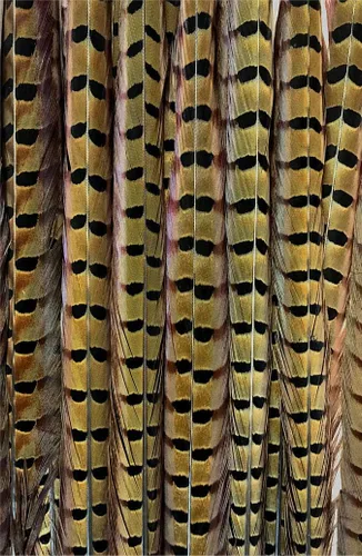 Vista 2 de American Feathers Plumas extra largas de cola de faisán de cuello en anillo de 20 a 24 pulgadas por 10