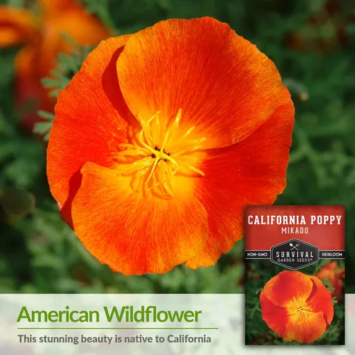 Vista 3 de Paquete de 1 semilla de amapola Mikado California para plantar, paquete con instrucciones para cultivar amapolas rojas en tu huerto casero, variedad