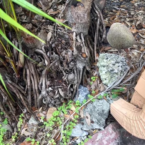 Vista 5 de Roca Falsa Ocultador de Llaves Decoración Caja de Seguridad para Jardín o Patio al Aire Libre Tamaño Grande Diseño Ocultar una Llave de Repuesto