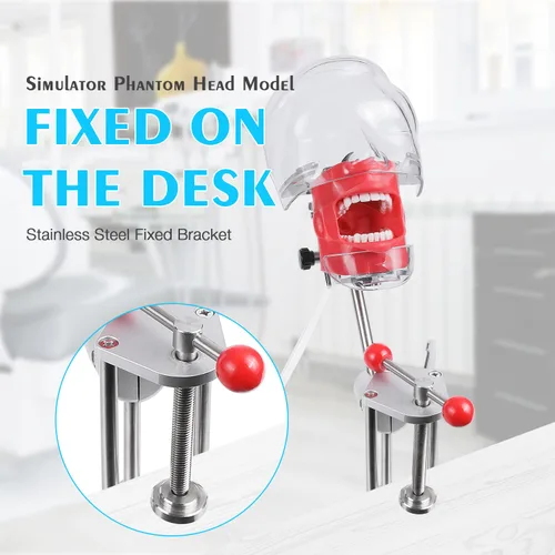 Vista 2 de Simulador de boca Phantom Head Teaching Head Modelo Fix on Table Modelo de diente Typodont reemplazable Ajuste de 360 grados para dentistas