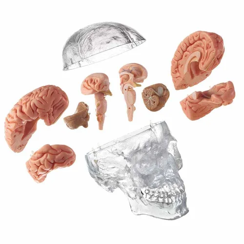 Vista 2 de Medical Anatomical Human Classic Modelo de calavera transparente 3 piezas con modelo cerebral de 8 partes, tamaño real