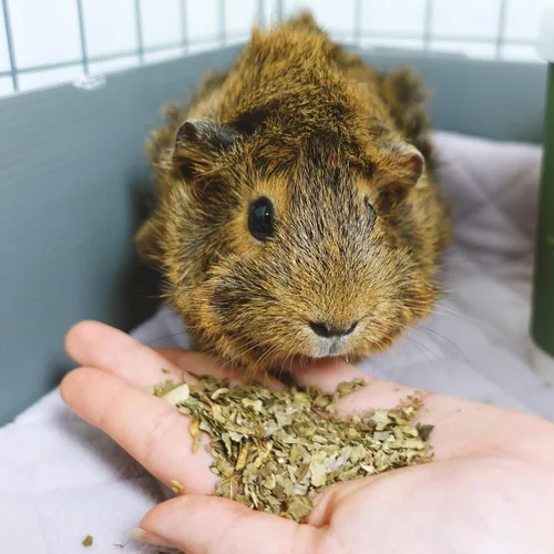 Vista 4 de GuineaDad Muestra de golosinas orgánicas – Golosinas de hierbas de conejillo de indias – Comida para conejillo de indias en 6 sabores – Paquete de 6