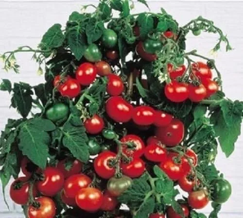 Vista 2 de Tiny Tim Tomato (El Tomate Original "Patio") mmm... BUENO!!!!!!!(10 - Semillas)