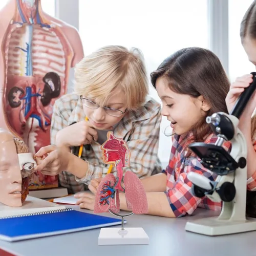 Vista 7 de Modelo 4D, modelo de pulmón respiratorio enseñanza con cabeza y pulmones, herramientas prácticas de estudio de modelos 3D para estudiantes