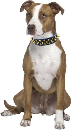 Vista 6 de Spike - Collar de perro con remaches con tachuelas vintage de bronce para cachorros, perros pequeños, medianos y grandes, azul, XS