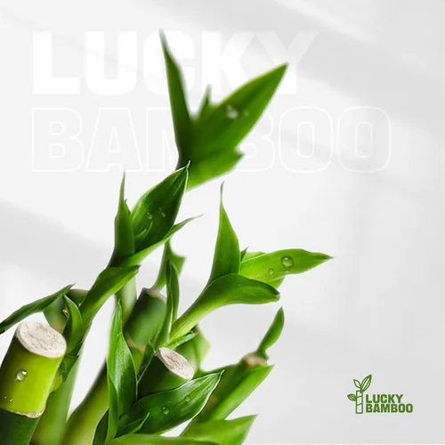 Vista 5 de 3 tallos de plantas de bambú de la suerte en interior con vida - Set de múltiples alturas (2x4 & 1x6) para buena suerte y prosperidad - Planta