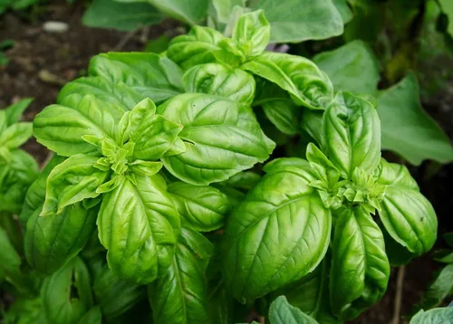 Vista 3 de Semillas de albahaca de hoja grande, más de 700 semillas para plantar sin OMG