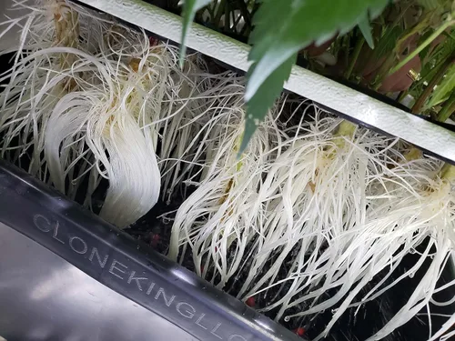 Vista 2 de 25 Site aeroponic máquina de clonación