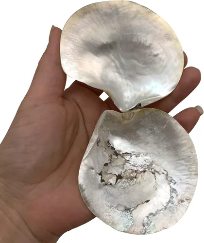 Vista 6 de PEPPERLONELY 4 unidades de plata perla M.O.P. Natural Pearl Oyster Sea Shells, 2-1/2 pulgadas ~ 3-3/4 pulgadas