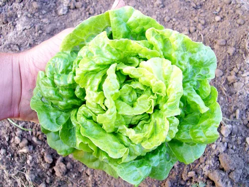 Vista 5 de Seeds May Queen Butterhead Lechuga sin OMG reliquia