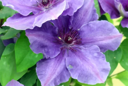 Vista 2 de Ravel Clematis Vine Perenne - Maceta de 2.5