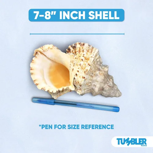 Vista 2 de Tumbler Home Conchas marinas grandes para decoración o pecera, decoración costera y náutica, soporte para plantas de aire, adornos de acuario