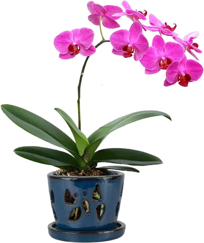 Vista 9 de W&W Maceta de orquídeas con agujeros y platillo para trasplantar, verde azulado, 9.7 pulgadas
