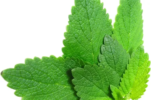 Vista 7 de Semillas Menta Menta Mentha Hierbas Medicinales Jardín para Plantar No GMO 1000 Semillas