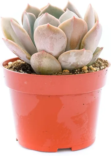 Vista 12 de Planta suculenta Echeveria viva - Suculenta Echeveria de 4 pulgadas (Echeveria Branco)