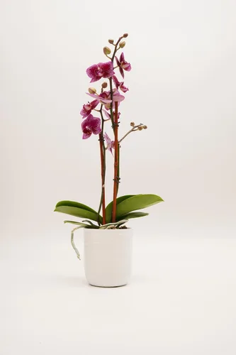 Vista 5 de DecoBlooms Orquídea morada prémium de 3 pulgadas (maceta moderna incluida), cultivada en los Estados Unidos, decoración del hogar con flores frescas