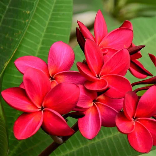 Vista 5 de 4 ESQUTES DE PLANTAS DE PLUMERIA HAWAIA MIXTOS ~ CRECIR HAWAII