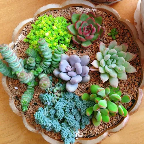 Vista 3 de 500 piezas de semillas raras de suculentas mixtas para plantar, DIY Bonsái, planta ornamental perenne resistente