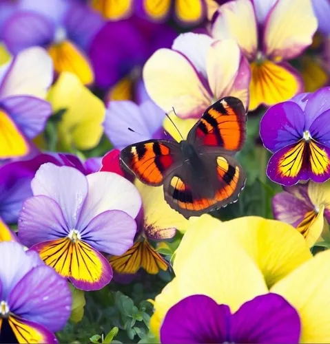 Vista 8 de Viola wittrockiana 'Swiss Giants' (Pansy, Mixed) Semillas de flores, grandes, flores vistosas, aspecto distintivo, altamente atractivo