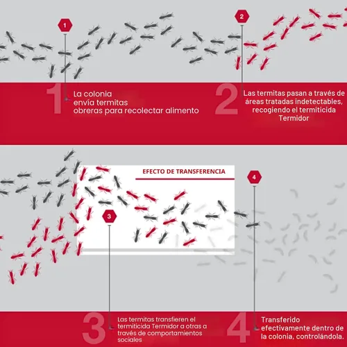 Vista 3 de BASF Termidor Foam - Insecticida termiticida de 20 onzas, para termitas, hormigas y madera, destruyendo plagas e insectos