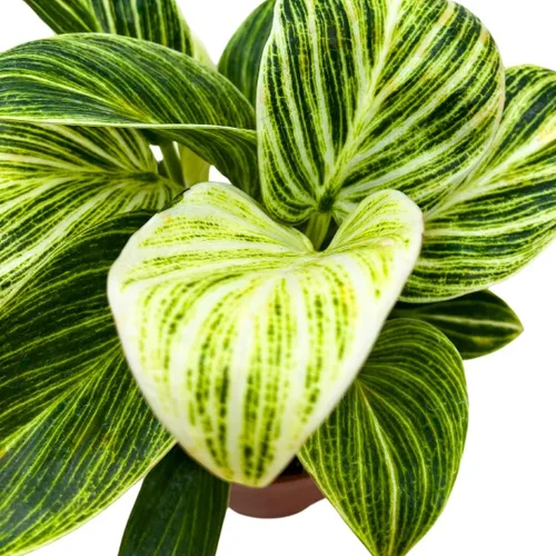 Vista 6 de BubbleBlooms Philodendron Birkin abigarrado 4 pulgadas