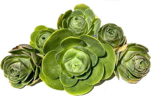 Vista 5 de Two Greenovia Mix - Mountain Rose - Planta suculenta exótica viva - Paquete de 2 (pequeño)