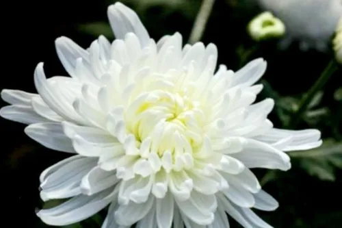 Vista 5 de 120 semillas de crisantemo auténtica araña china flor rara comestible té exótico flor blanca